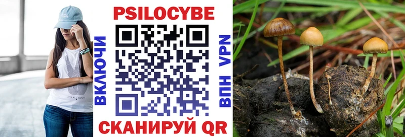 Галлюциногенные грибы Psilocybe  Шелехов 